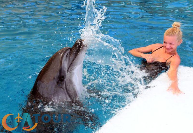 Плавание С Дельфинами 