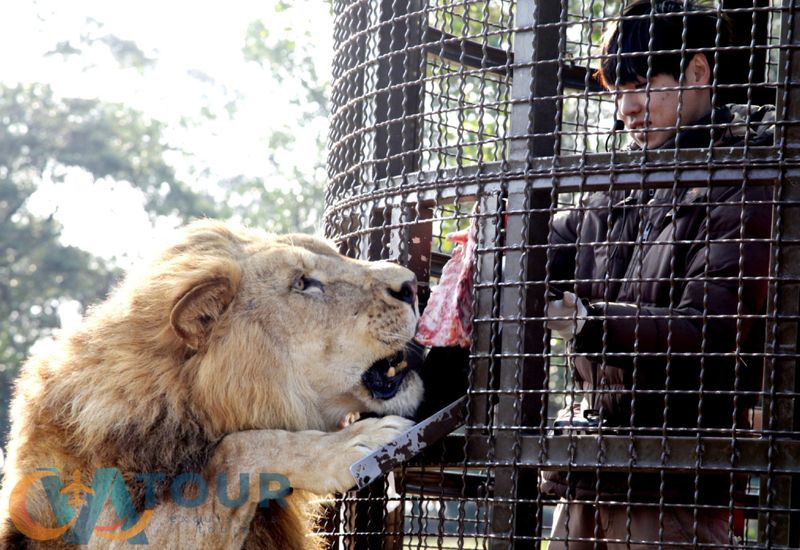 Safari with Lions Premium Package in Antalya