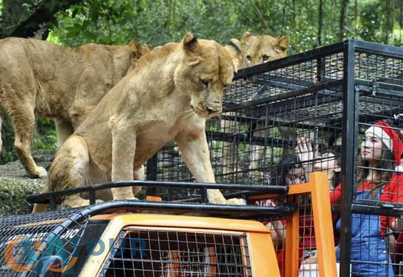 Safari mit Löwen Premium Paket in Antalya