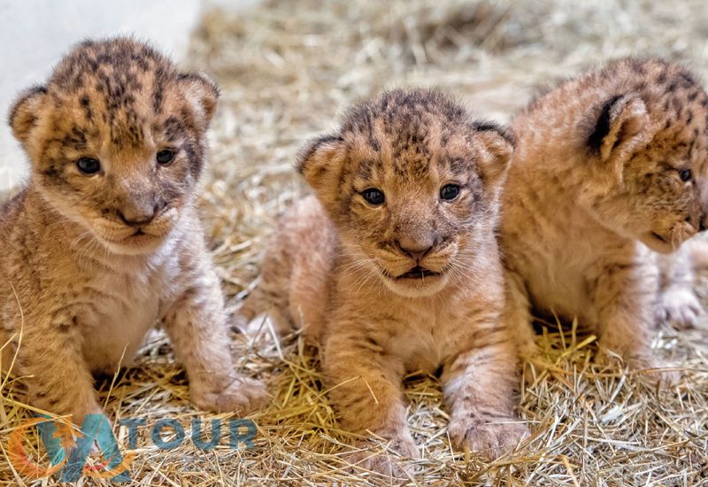 Safari with Lions
