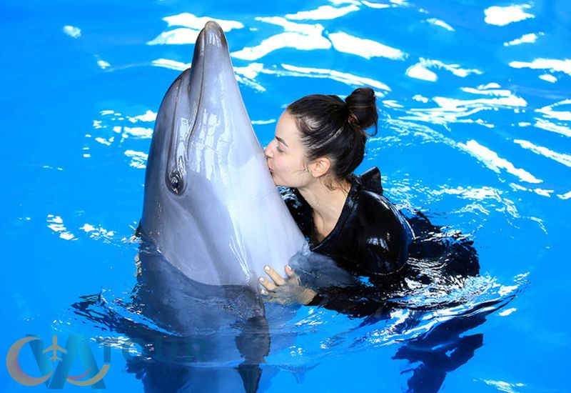 Dolphin Show Swimming with dolphins Antalya