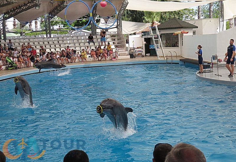 Delfinshow Schwimmen Mit Delfinen