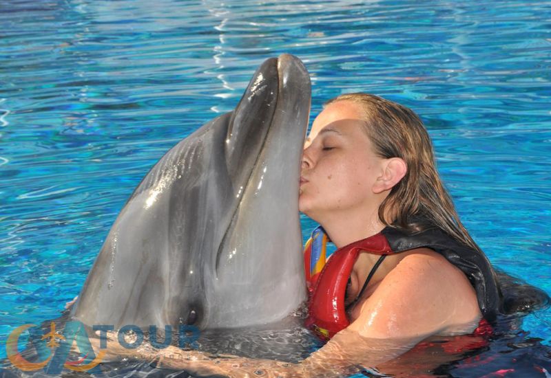 Дельфинье Шоу Плавание С Дельфинами