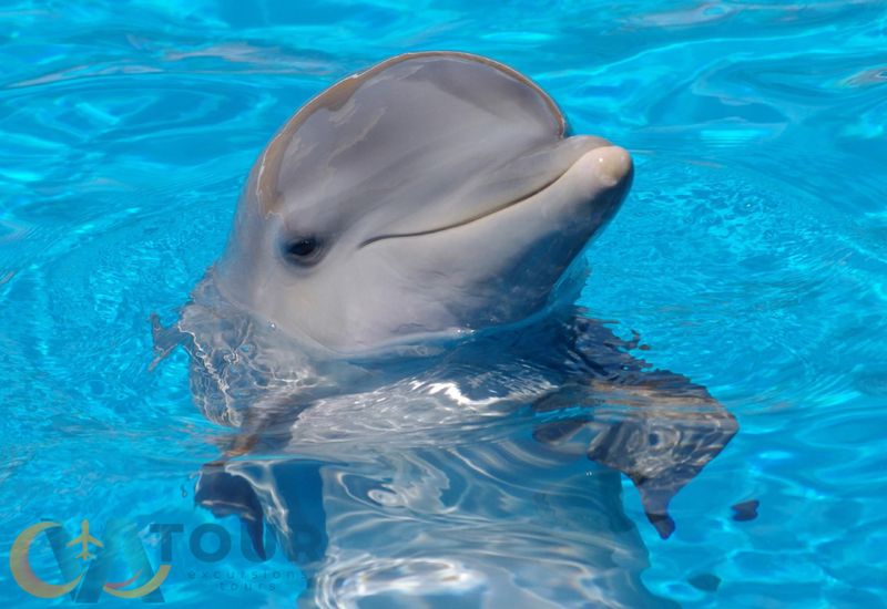 Delfinshow Schwimmen mit Delfinen Antalya