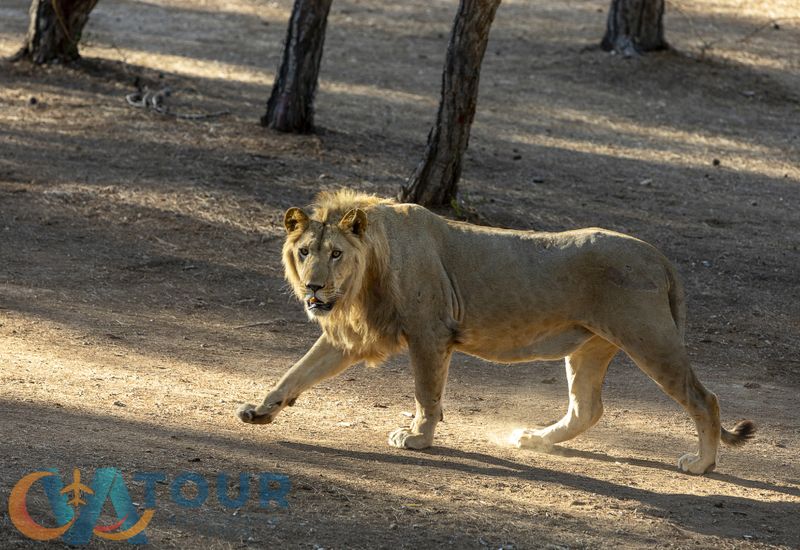 Antalya'da aslanlarla Safari