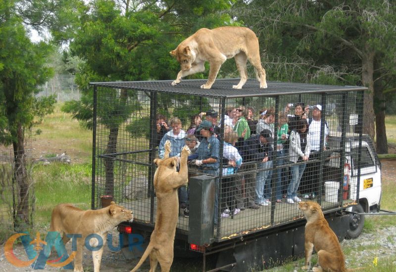 Antalya'da aslanlarla Safari