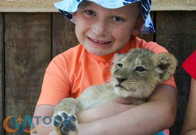 Löwen Panther Safari