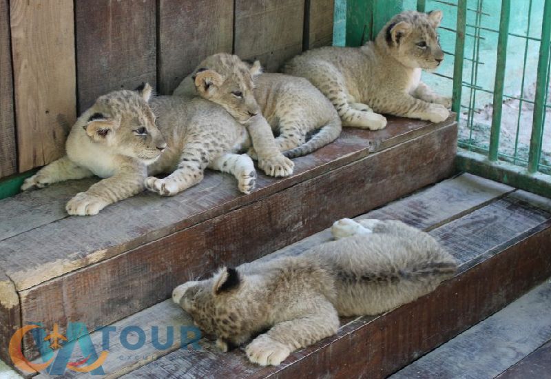 Löwen Panther Safari