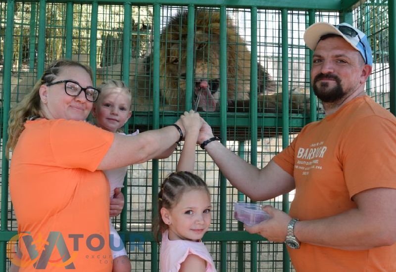 Löwen Panther Safari