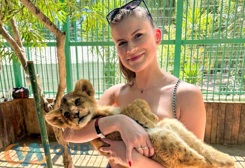 Löwen Panther Safari